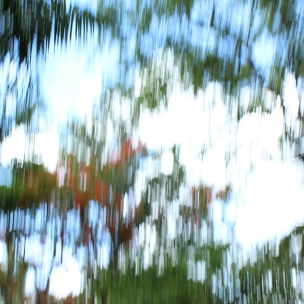 Melodías de Framboyanes